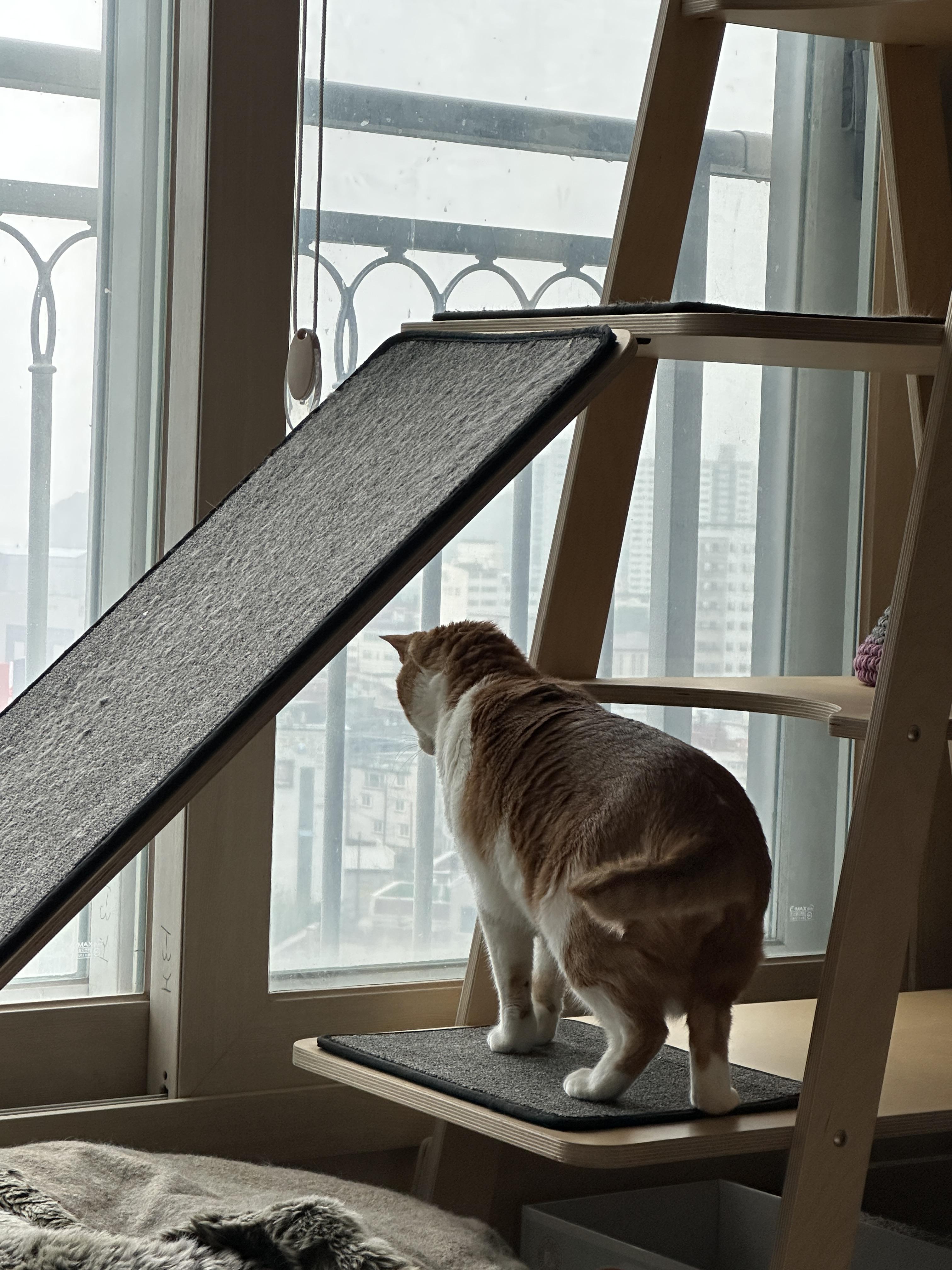 집 지키는 으르렁 고양이 루나 (feat. 용맹한 고양이 루나와 쫄보 고양이 막둥이)