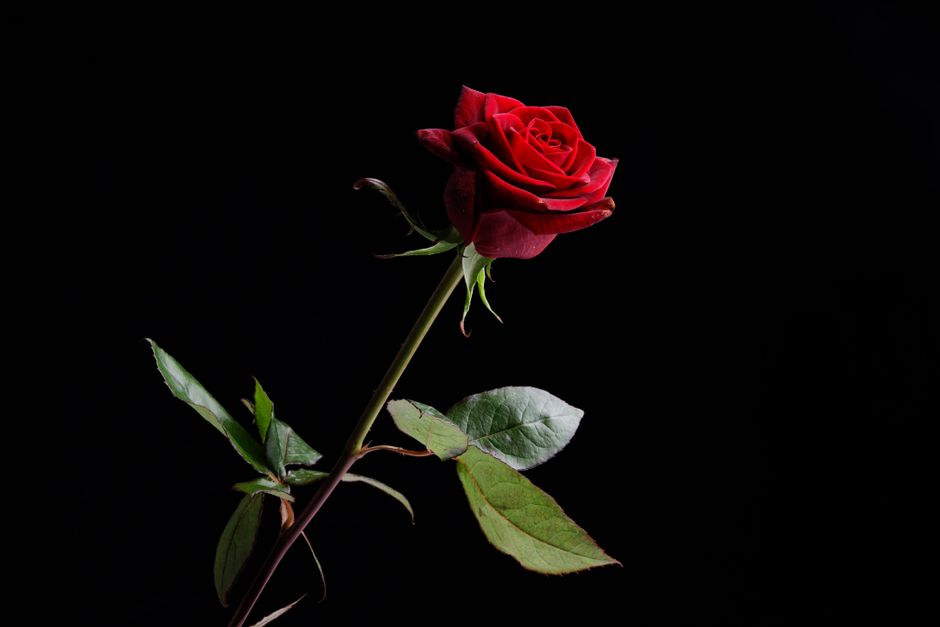 Close-up of a vibrant red rose against a black background, showcasing its beauty and elegance.