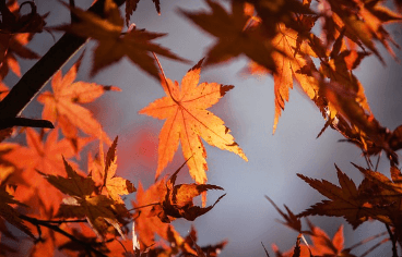 설악산 단풍 절정시기