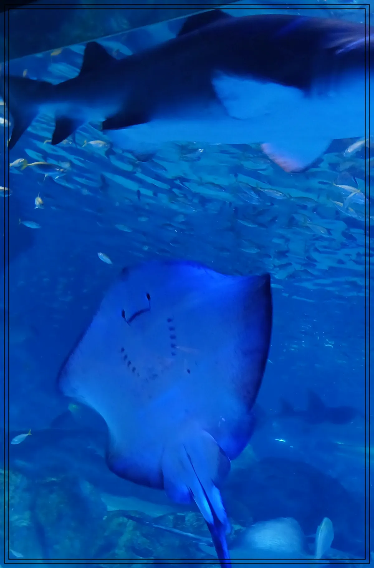 코엑스-아쿠아리움-가오리