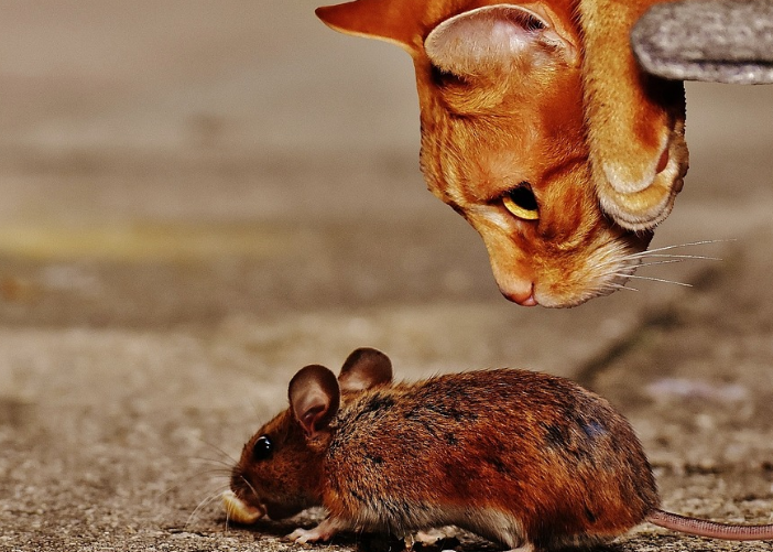 2023년 쥐띠 운세