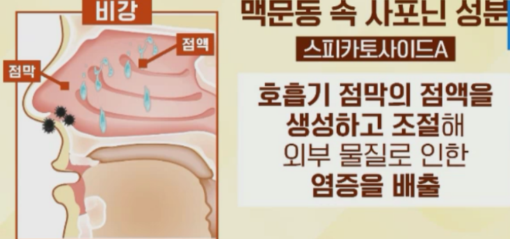 맥문동 효능