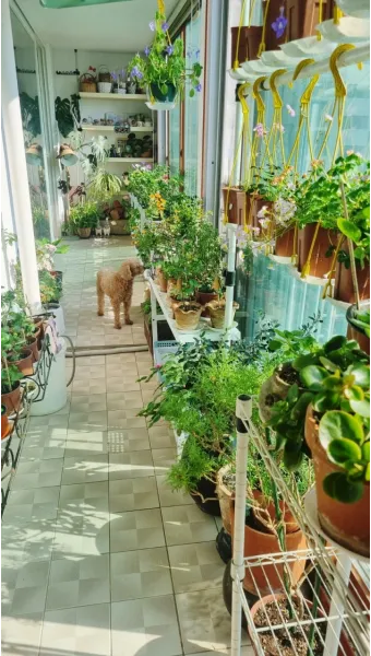 베란다정원 키우기 바람차단 햇빛차광 물주기 여름철 관리 요령_15