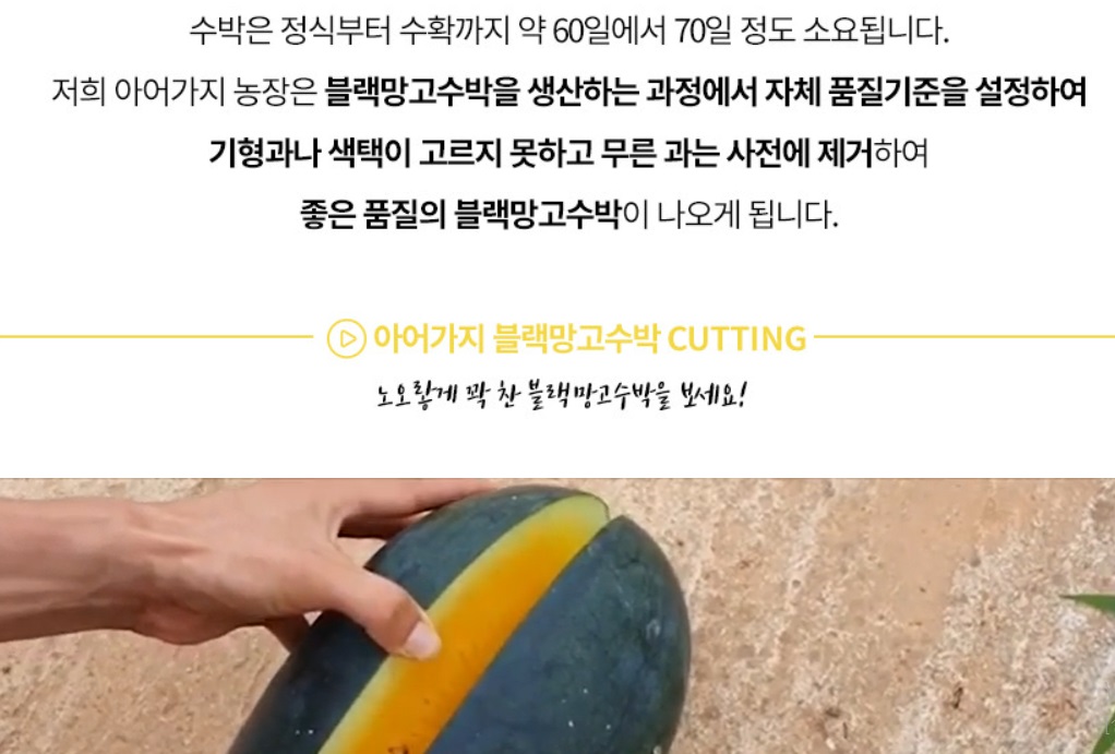 EBS-극한직업-전북-고창-블랙망고수박-아어가지농장