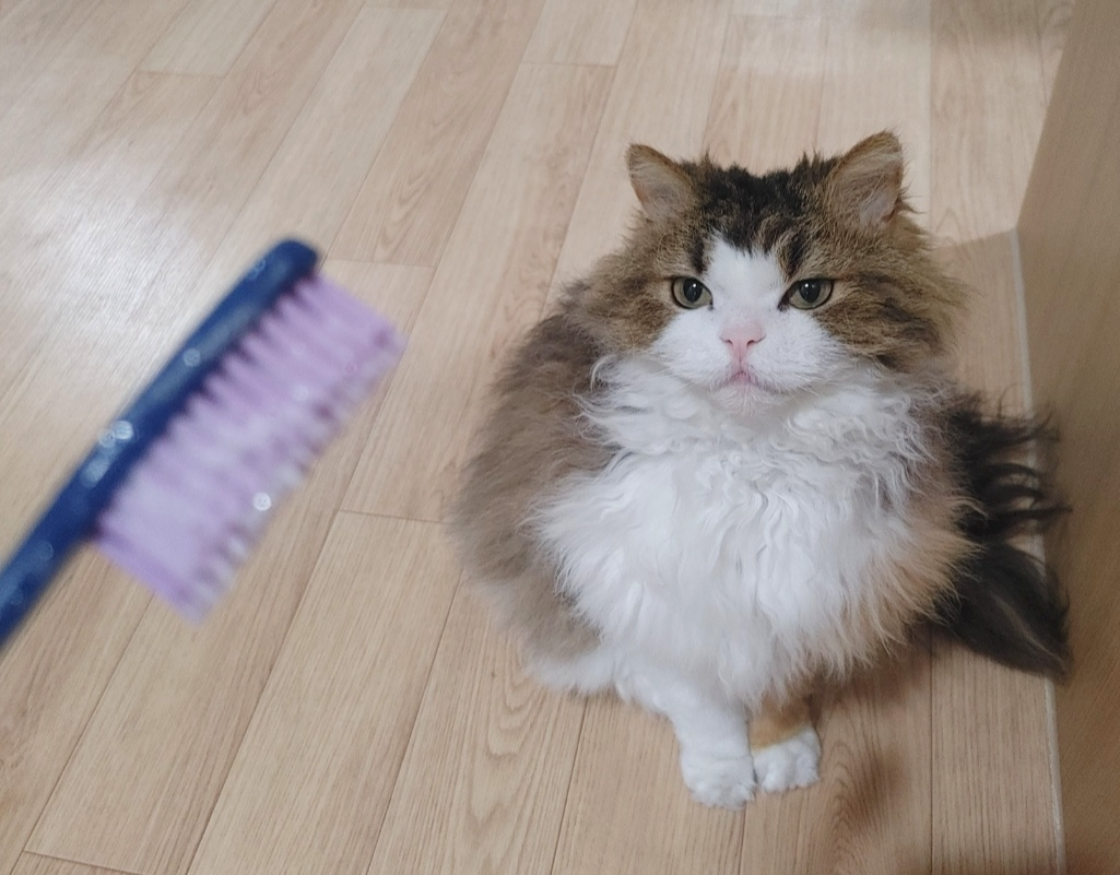 고양이 치과치료 관련 사진