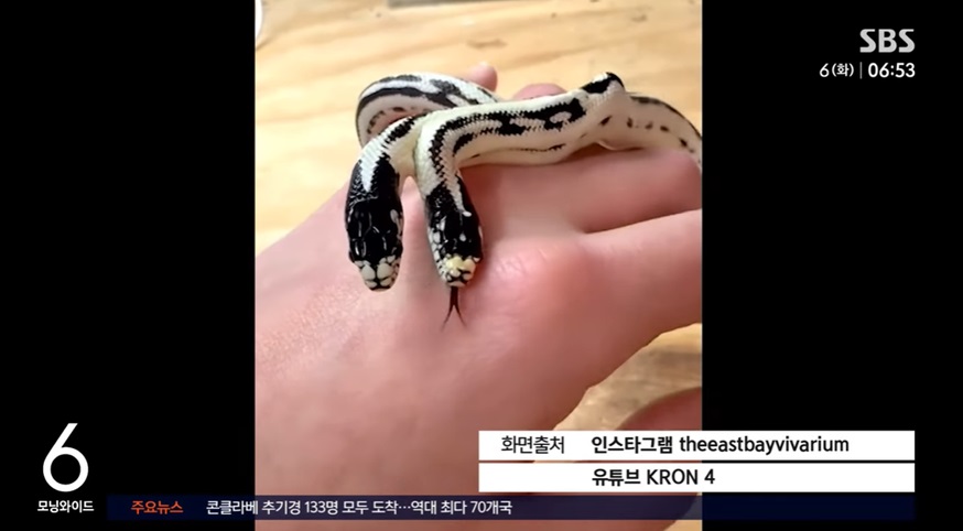 초희귀 쌍두사 태어남