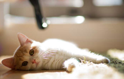 고양이와 요구르트의 이미지 이미지