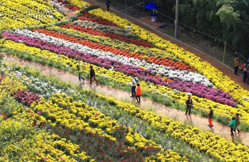 2026 화순 봄꽃축제 주차장 프로그램 이벤트 일정