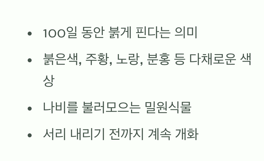 화려한 나비들의 춤&amp;#44; 백일홍