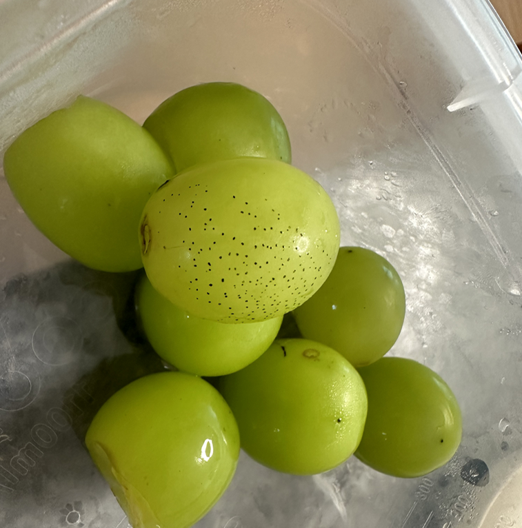 샤인머스켓 까만점