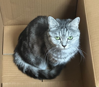 고양이 문제 행동 총정리 무는 이유 밤 울음 싸움 해결 방법