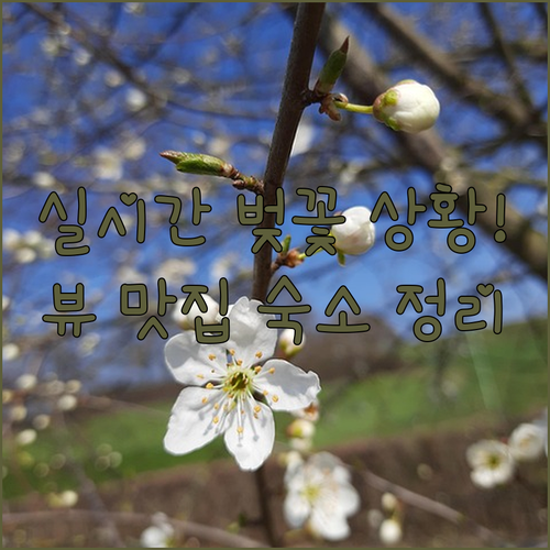 경남 하동 벚꽃 여행 코스 실시간 개..