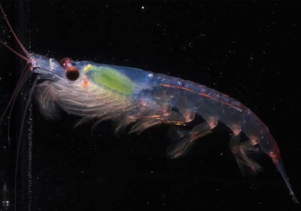 크릴오일 선택방법