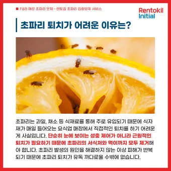 초파리 없애는 방법 효과 만점 초파리 트랩 만들기_3
