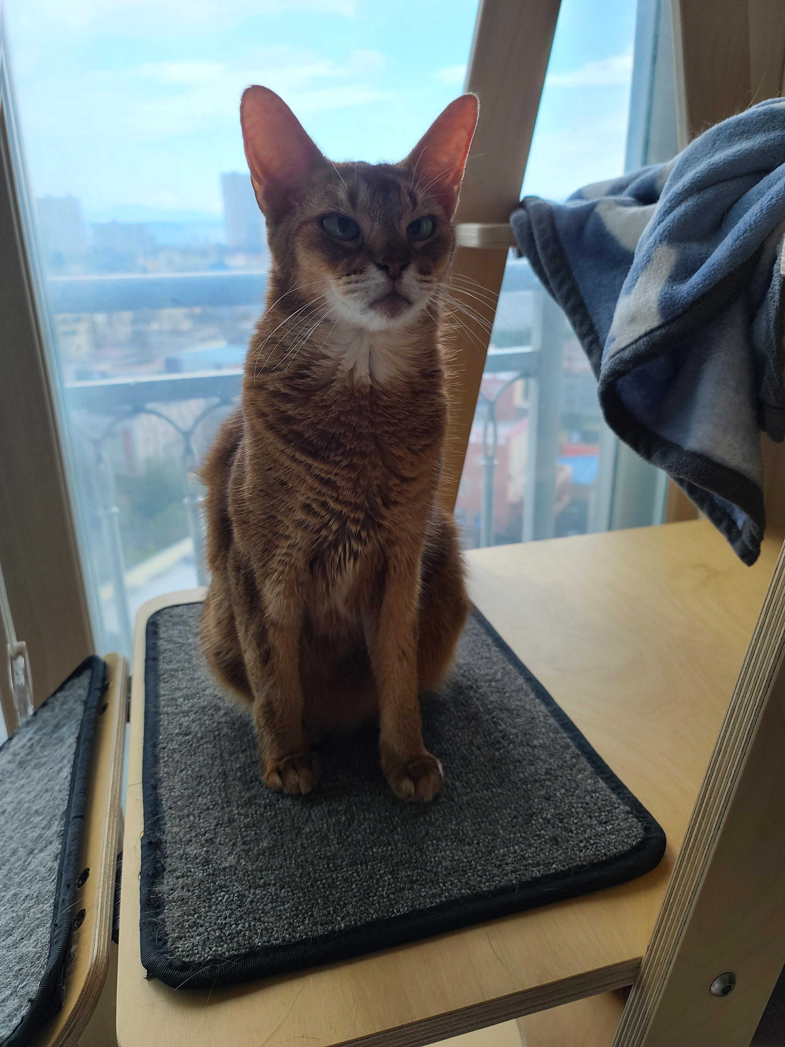 나는야 9마리 껌딱지랑 함께 사는 집사 (feat.블랙푸들 연탄이)