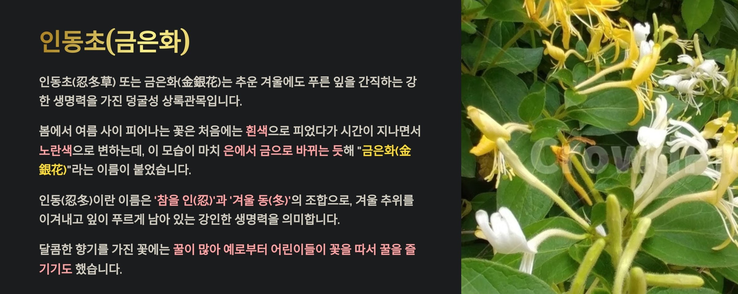 금은화(인동초)