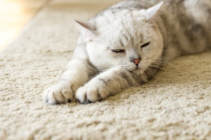 두 손을 뻗고 자는 고양이.