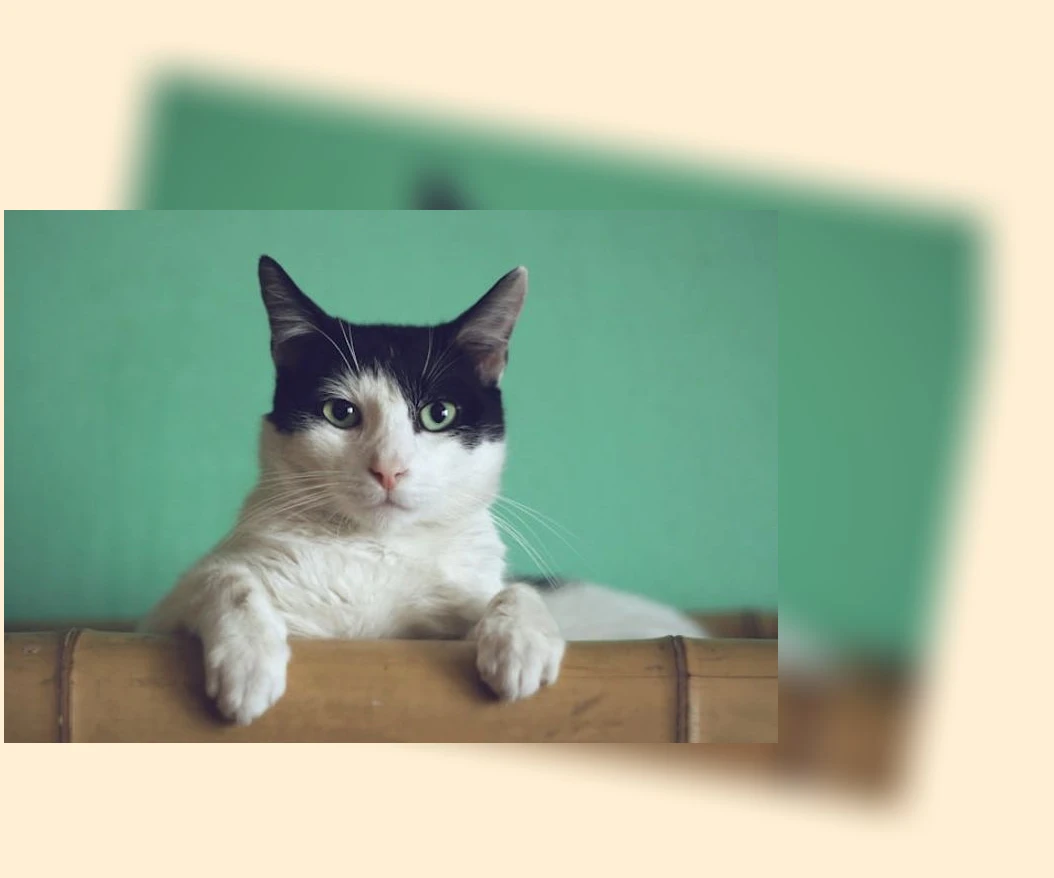 고양이 알레르기 관리_3_subsection