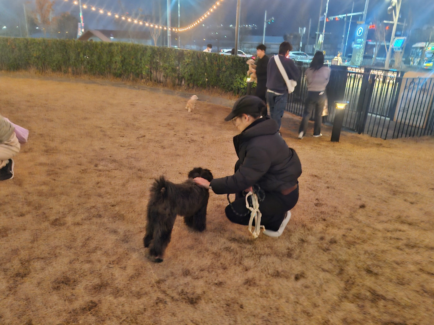 10살 이상 노령견 눈 건강 화식 식단 후기