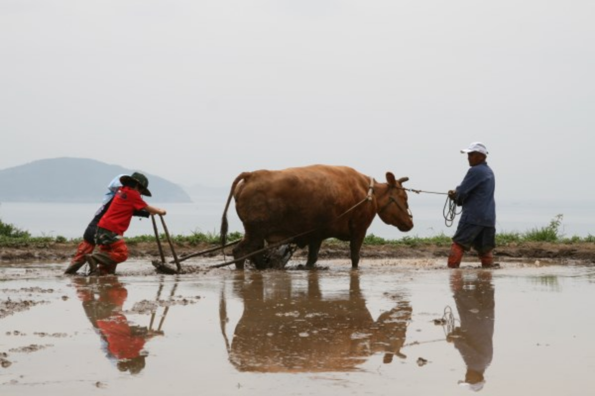 모내기 하는 모습