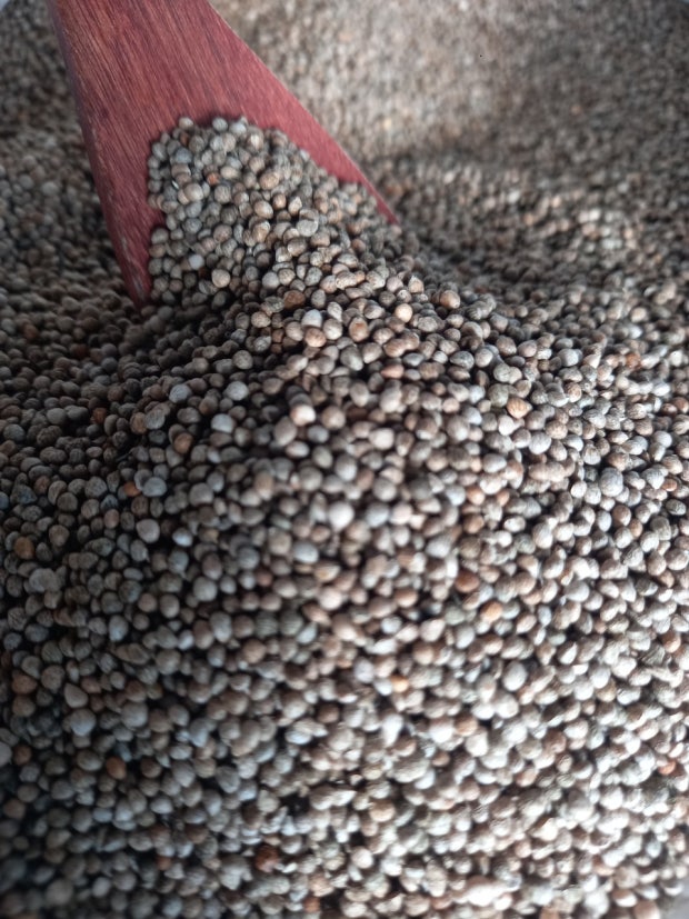 들깨 씨앗 심는 법