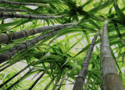 폴리코사놀의효능