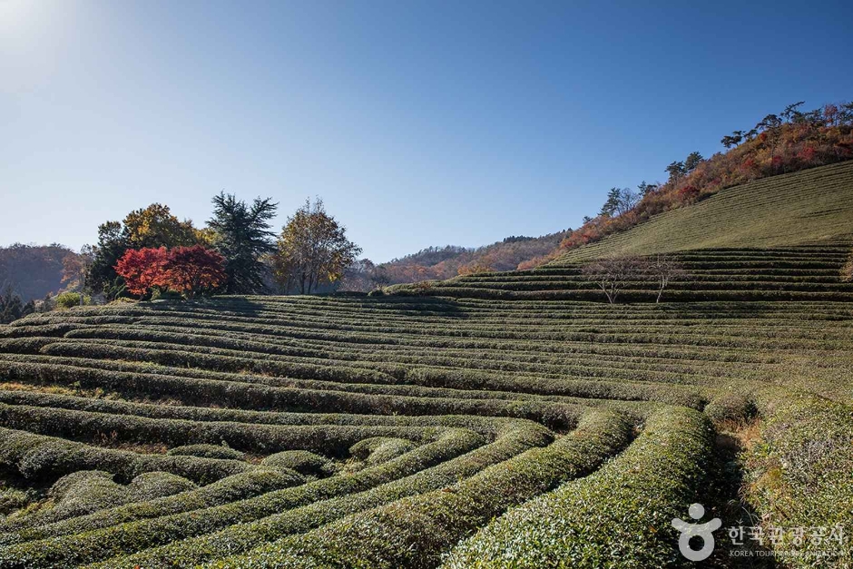 보성 가볼만한곳 베스트10