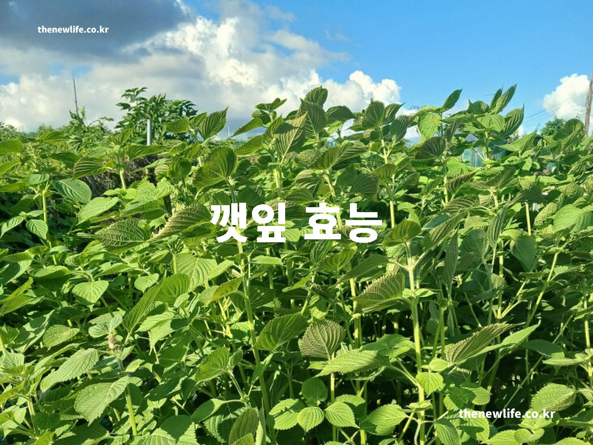 깻잎 효능 대표 실사진