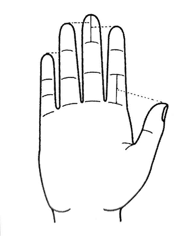 손가락 표준 길이