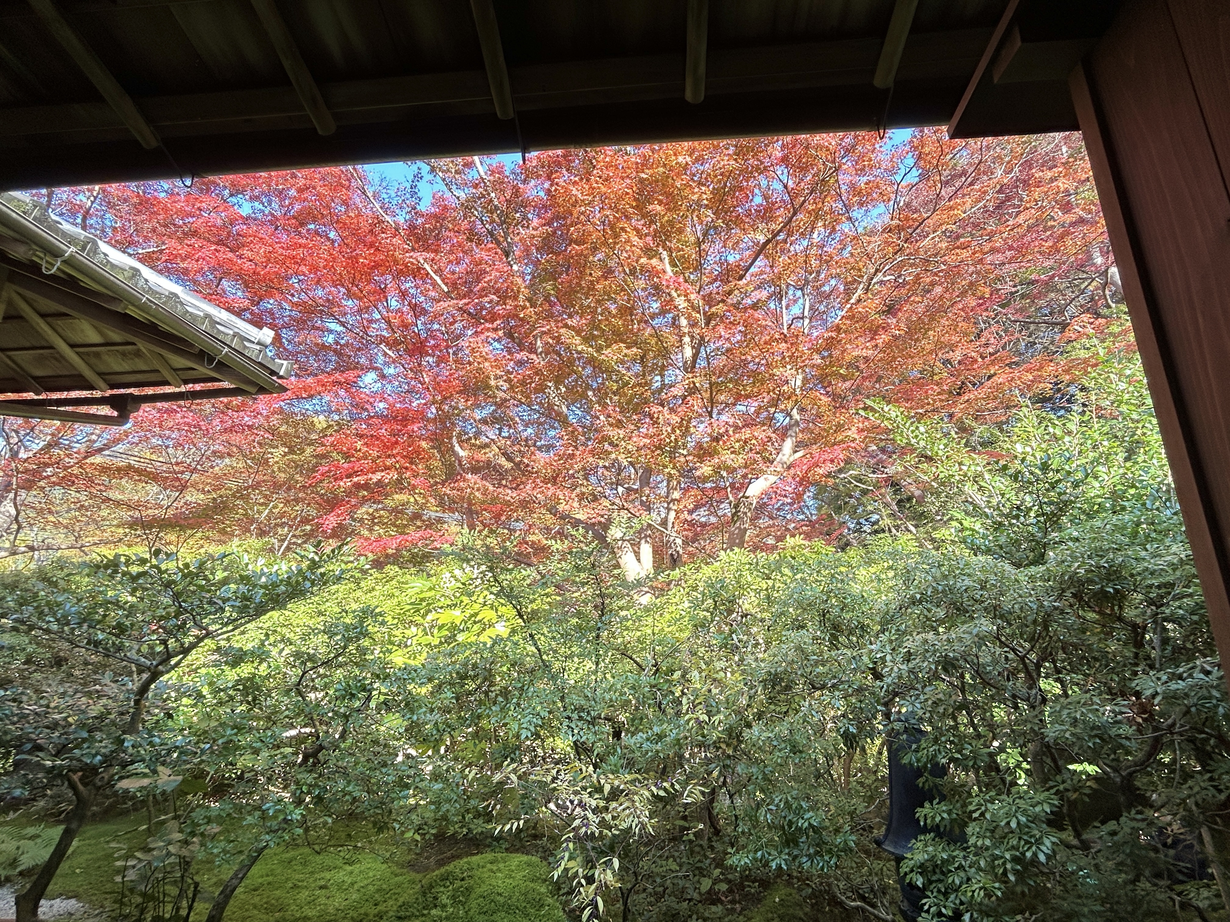 오사카 현지인도 간다! 교토 루리코인 가을단풍 명소 후기 관련사진