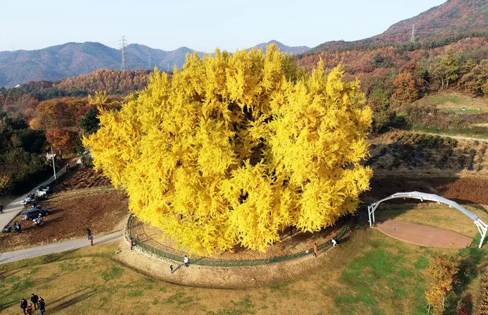 반계리-은행나무-축제-정보,-실시간-CCTV,-주차장