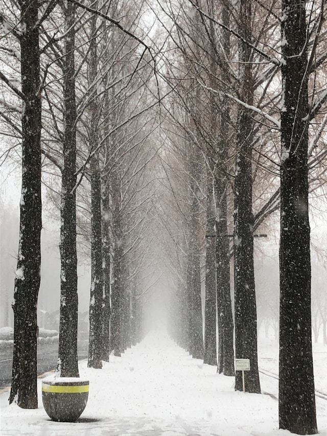 스노우타이어 교체 비용 50% 절약하는 법