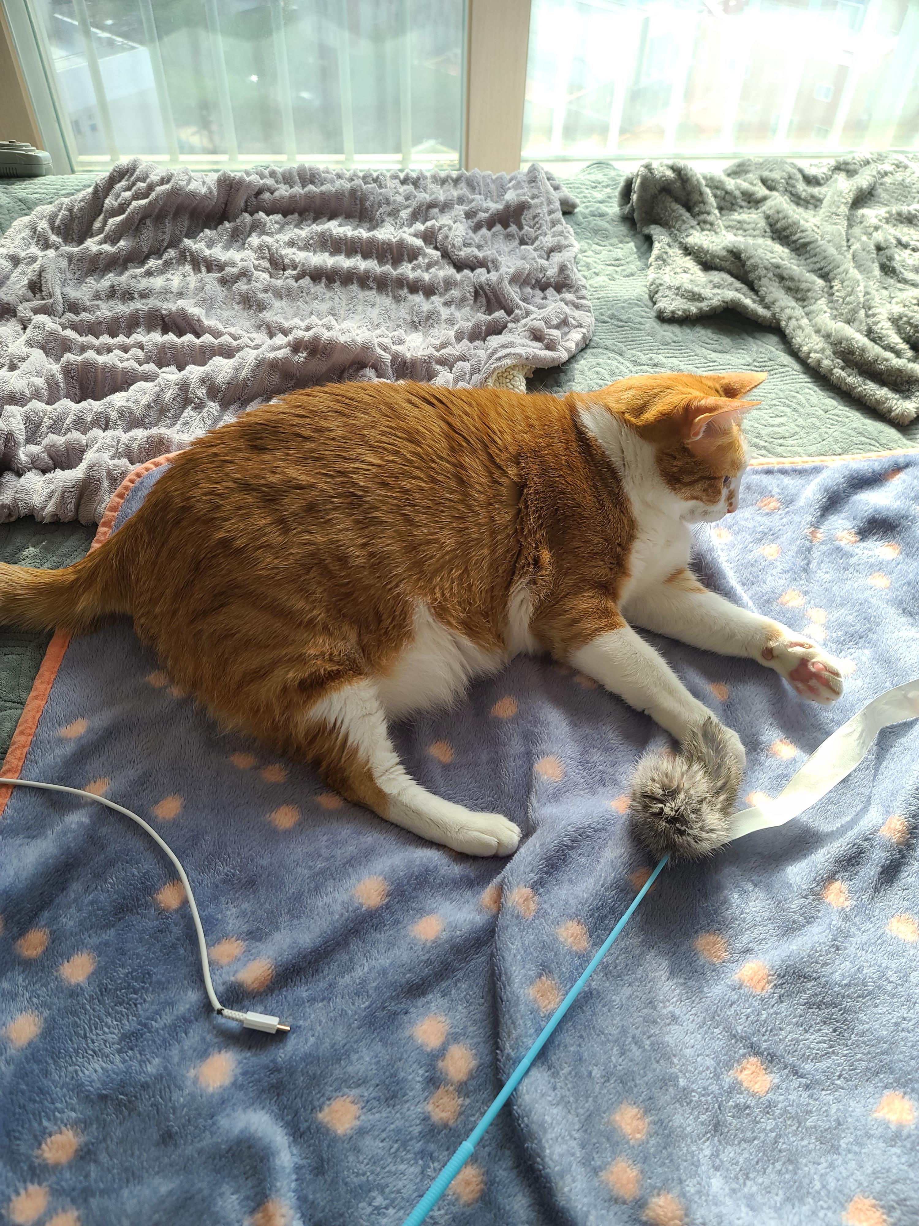 잠도 안자고 놀자고 조르는 고양이 호야 (feat.젖소냥이 두리)