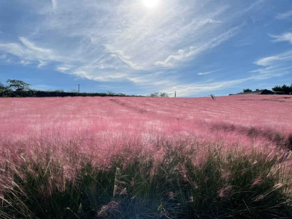 10월 지역 축제 핑크뮬리