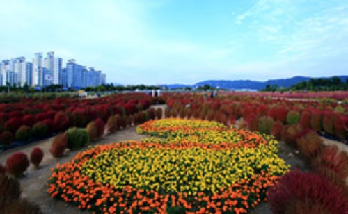 양주_천만송이_천일홍축제