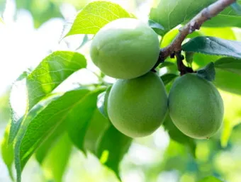 매실 수확시기_6