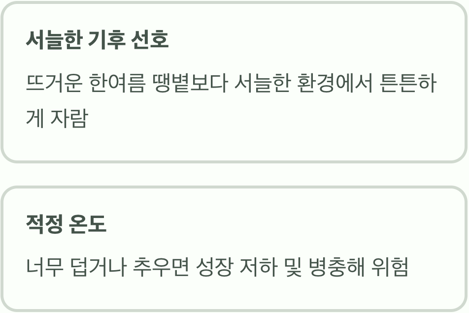 대파는 '서늘함'을 사랑하는 채소