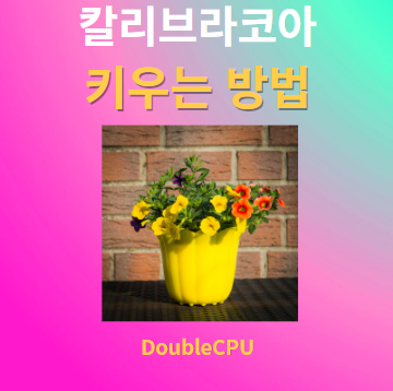 칼리브라코아 키우기 물주기