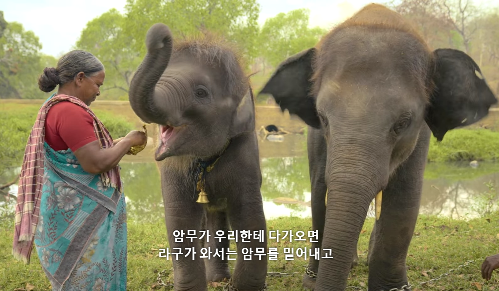 <아기 코끼리와 노부부> 다큐멘터리 중 암무와 라구