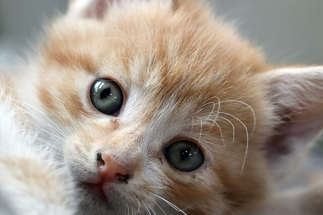 고양이