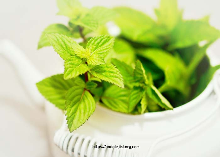 페퍼민트 사진
