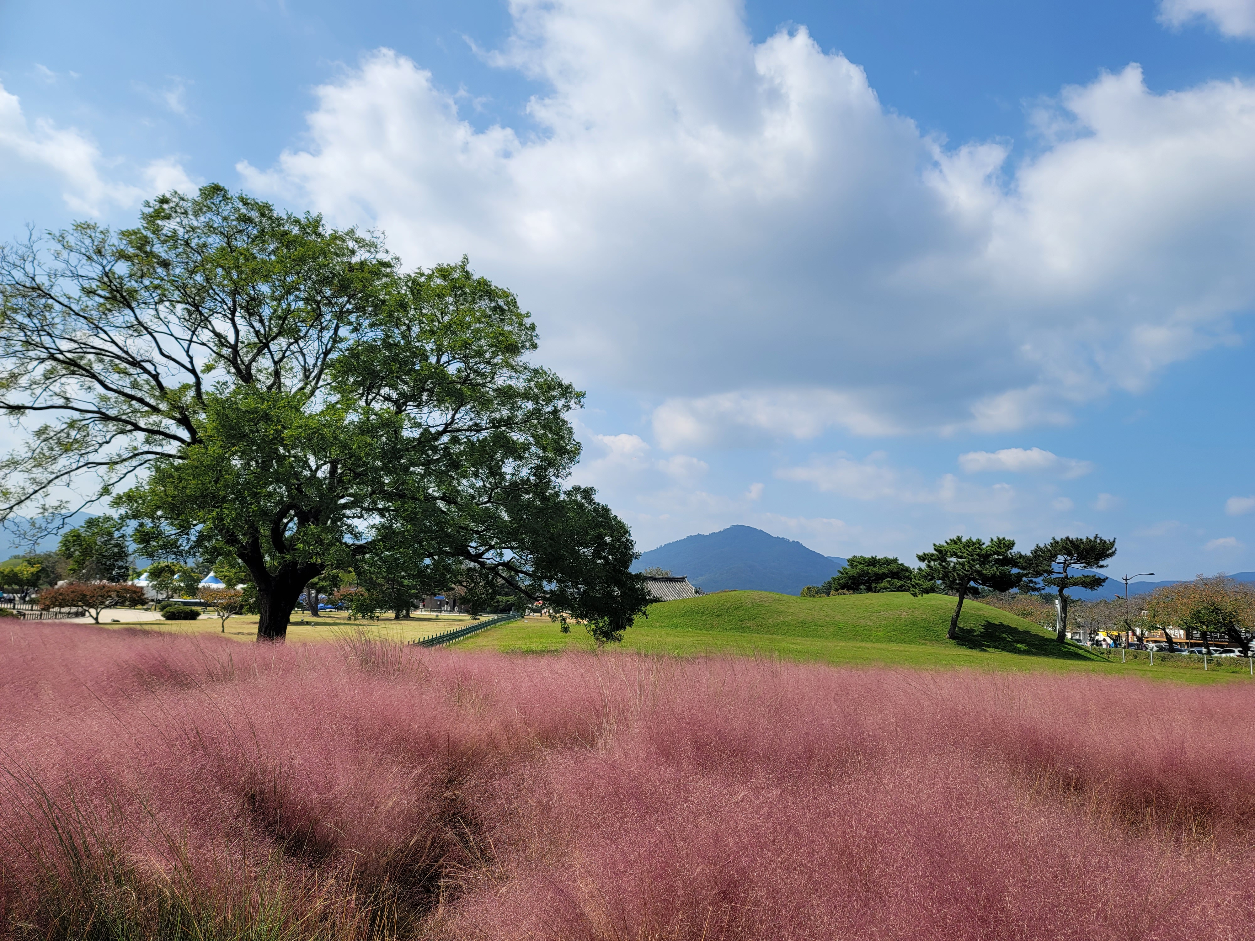 경주 첨성대 핑크뮬리 군락지 모습