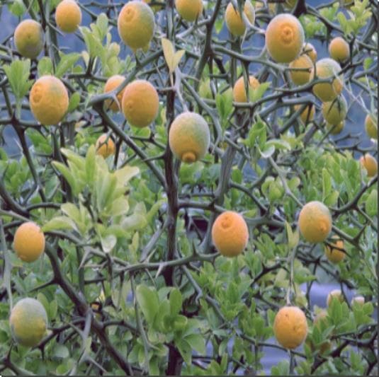 탱자 활용법과 탱자 효소 만드는 법