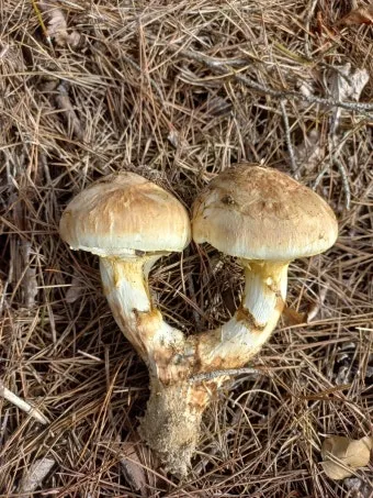 송이버섯 채취시기가격 정보를 확인_13