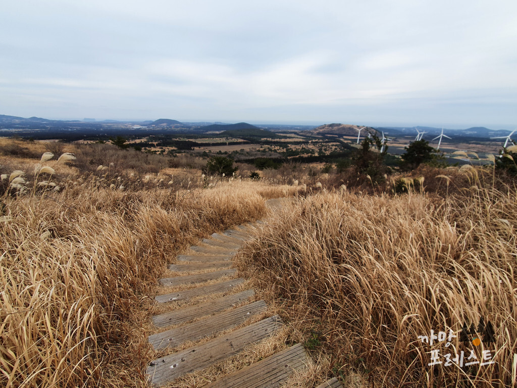 큰사슴이오름 억새