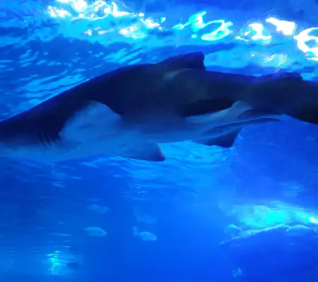 부산해운대-씨라이프부산아쿠아리움
