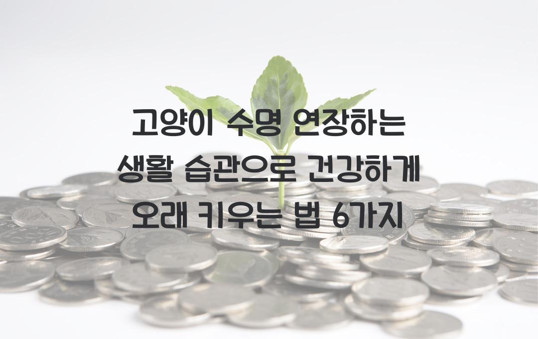 고양이 수명 연장하는 생활 습관, 건강하게 오래 키우는 법