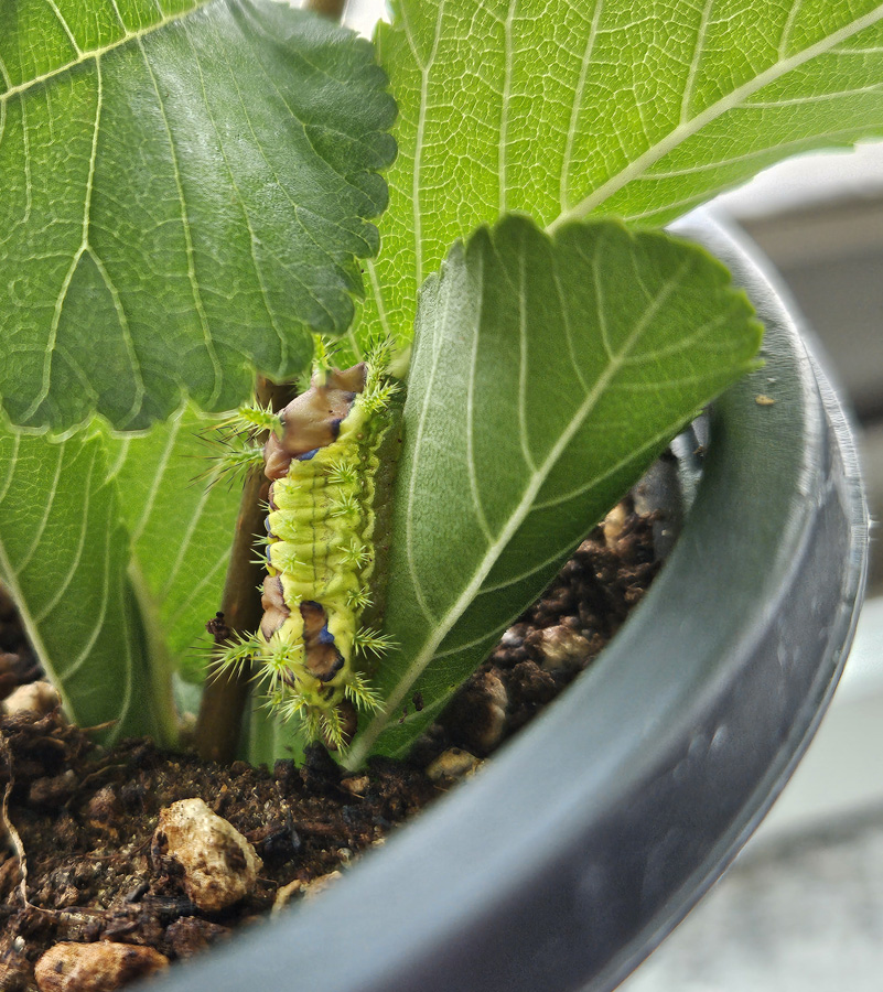 노랑쐐기나방 유충6