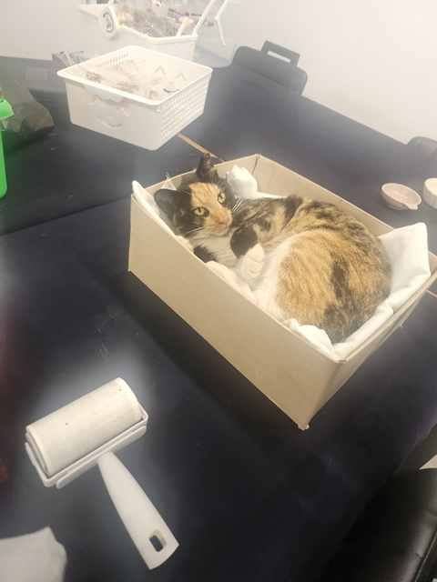 시우그리다 고양이 사진