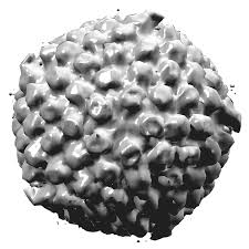 피부발진의 종류